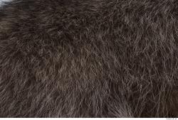 Photo Textures of Animal Skin